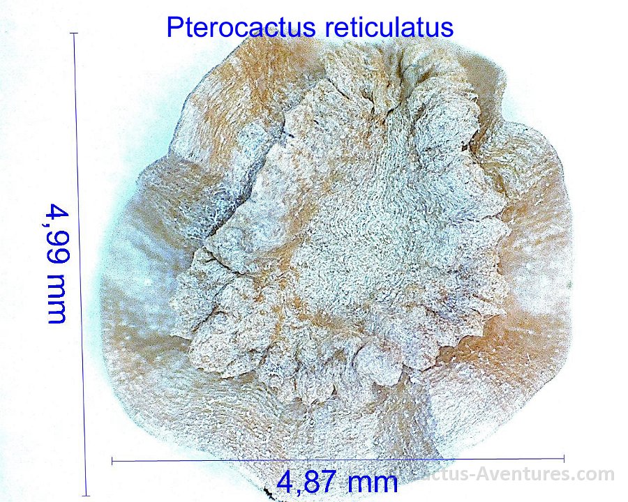 Pterocactus reticulatus JM